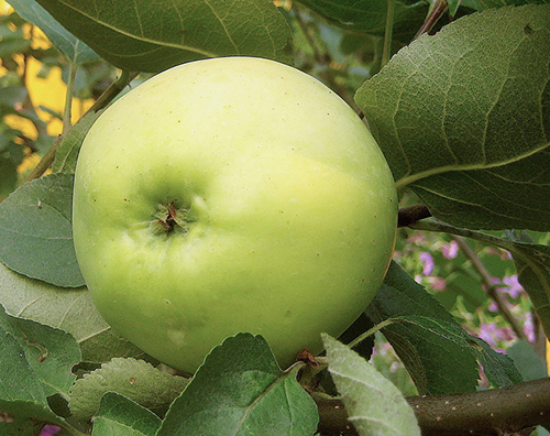 Odmiana jabłkowa Yubilyar