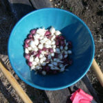 Sadzenie cebuli jesienią (przed zimą)
