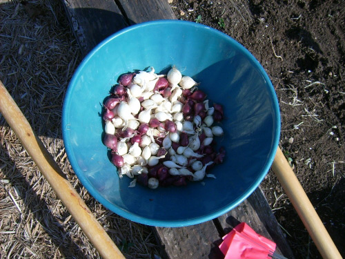 Plantar cebollas en otoño (antes del invierno)
