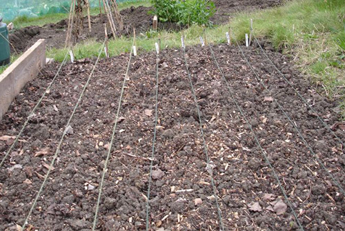 Plantar cebollas en otoño (antes del invierno)