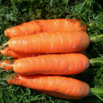 Carrot variety Nantes 4