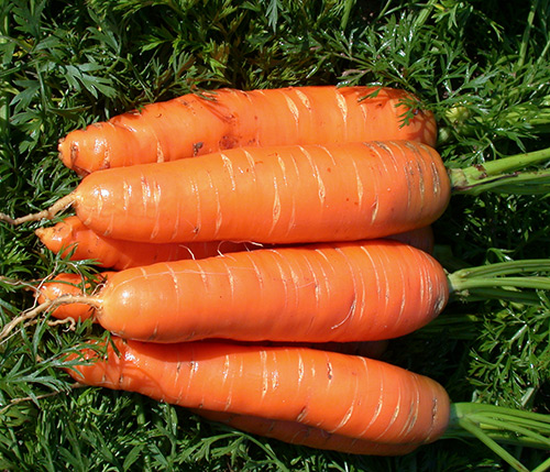 Сорт моркови Нант 4
