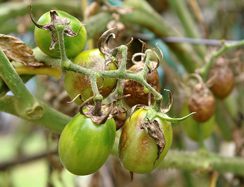 Folk remedies to combat late blight on tomatoes