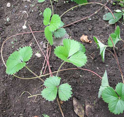 Planting strawberries in autumn
