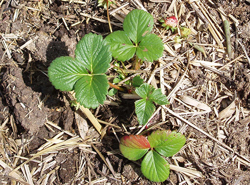 Planting strawberries in autumn