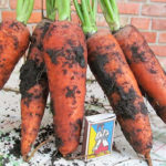 Varietà di carote Abaco (F1)