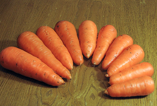 Variedad de zanahoria Abaco