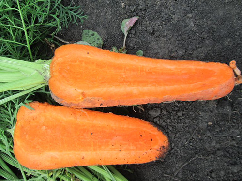 Variedad de zanahoria Abaco