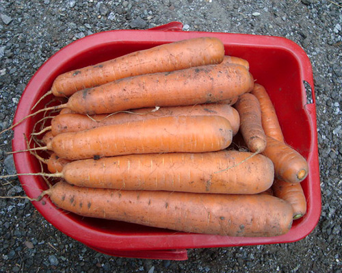 Сорт моркови Nandrin (F1)