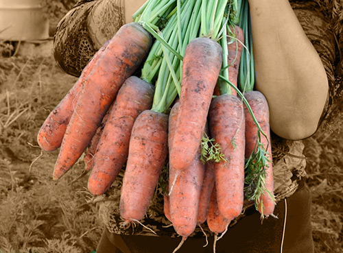 Variedad de zanahoria Nandrin