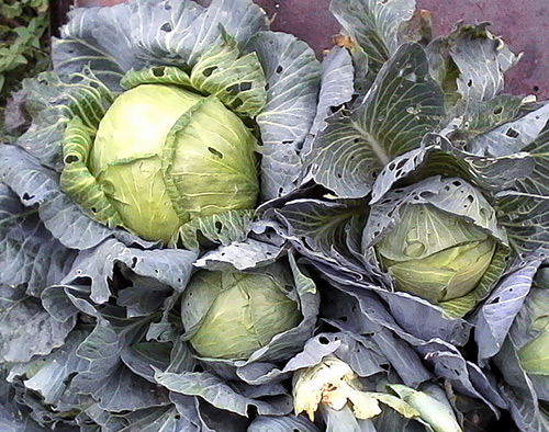 Cabbage variety Amager 611