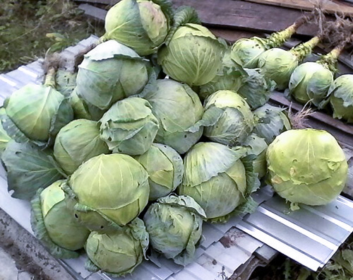 Cabbage variety Amager 611