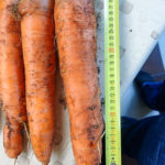 Сорт моркови Дордонь (F1)