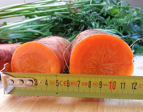 Variedad de zanahoria Dordoña