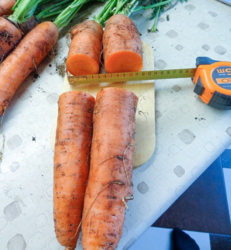 Variedad de zanahoria Dordoña