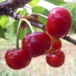 Cherry variety Miracle cherry (duke)