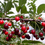 Variedad de cereza Morozovka