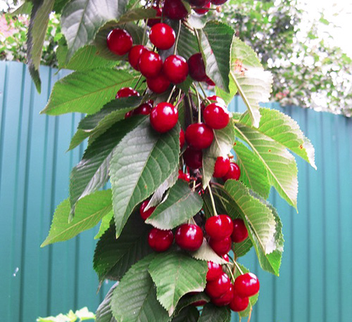 Cherry variety Revna