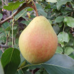 Pear variety Karataevskaya
