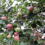 Odmiana jabłka Iyulskoe Chernenko