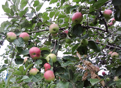 Odmiana jabłka Iyulskoe Chernenko