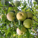 Сорт ябълка Кутузовец
