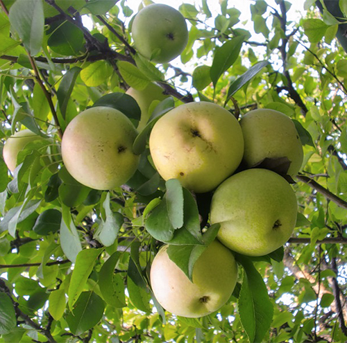 Apple variety Kutuzovets