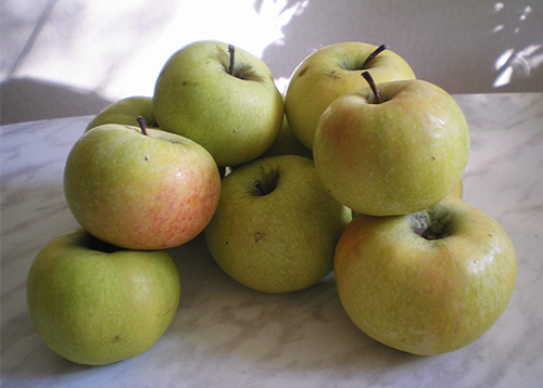Odmiana jabłek Kutuzovets