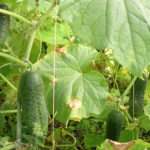 Cucumber variety Marinda (F1)