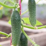 Cucumber variety Courage (F1)