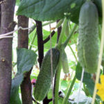 Cucumber variety Shchedryk (F1)
