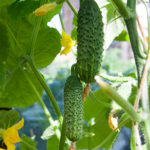 Cucumber variety Ekol (F1)