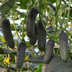 Cucumber variety Lyutoyar (F1)
