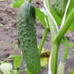 Cucumber variety Real Colonel (F1)