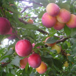 Varietà di prugne Peach