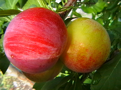 Variedad de ciruela Fruta rápida