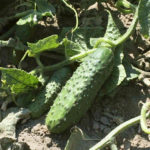 Cucumber variety Atlantis (F1)