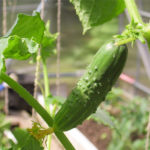 Cucumber variety Balcony (F1)