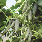 Cucumber variety Kibriya (F1)