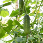 Cucumber variety Caesar (F1)