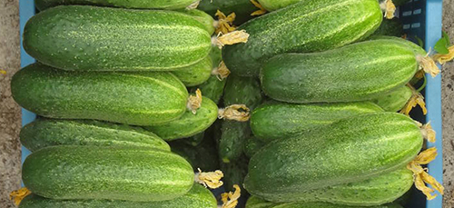 Cucumber variety Granddaughter