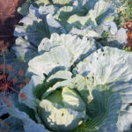Cabbage variety Sugarloaf