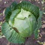 Cabbage variety Belarusian 455