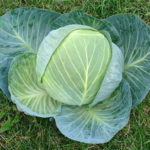 Cabbage variety Centurion (F1)