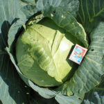 Cabbage variety Slava 1305
