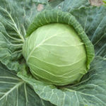 Cabbage variety Nozomi (F1)