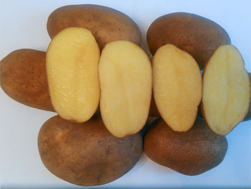 Сорт картофи Скарб