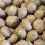 Variedad de patata Scarb