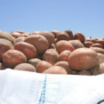 Variedad de patata Bellarosa