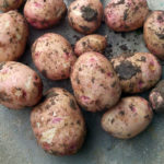 Variedad de patata Zhukovsky (Zhukovsky temprano)